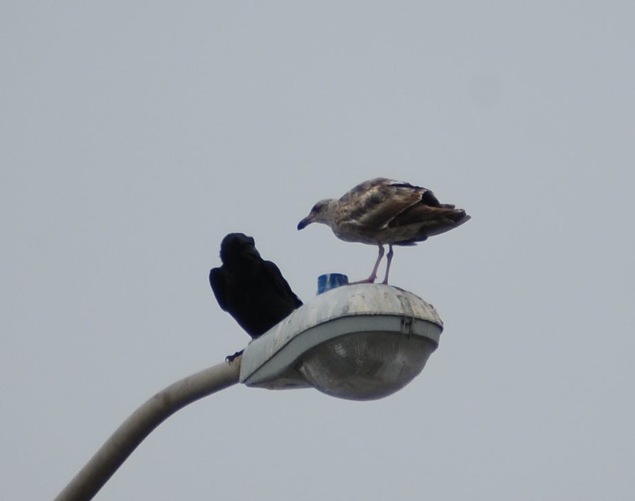 A gull and a crow converse on a light pole in San Francisco