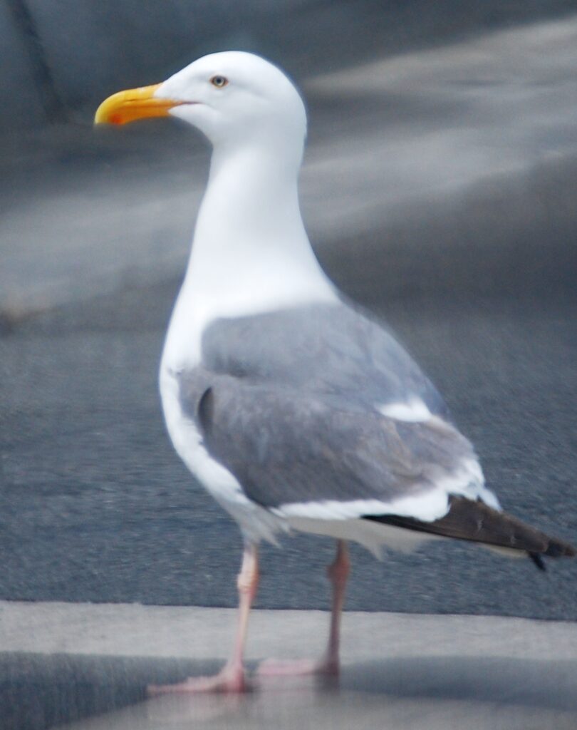 A proud seagull