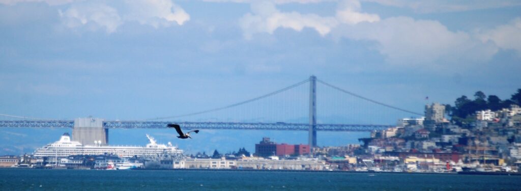 A pelican in flight over the bay