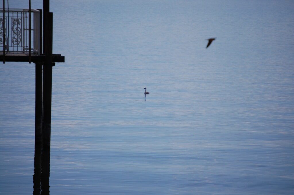 A solitary grebe sits in the lake