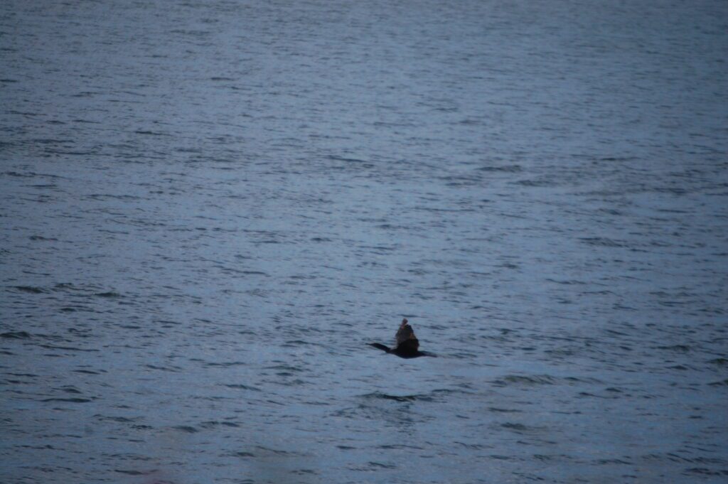 A cormorant glides across the waters of Clear Lake