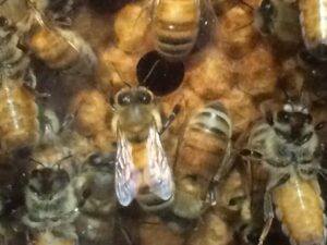 Bees working in the "see thru" working beehive at Real Goods Store