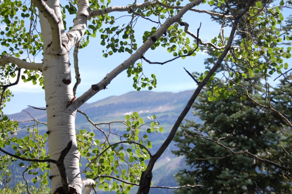 Mountains through the aspens.