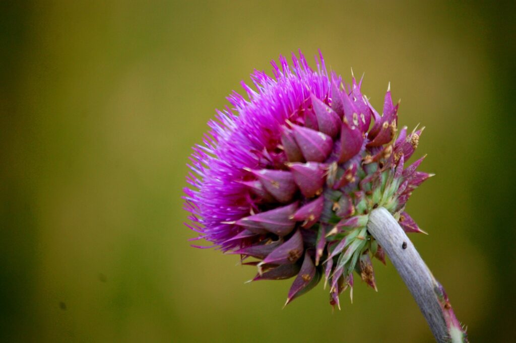 Russian Thistle in the fields