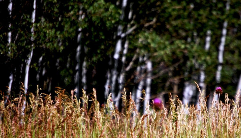 Aspen groves and thistles