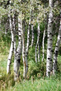 Groves of aspen surrounded the SOT-G base camp