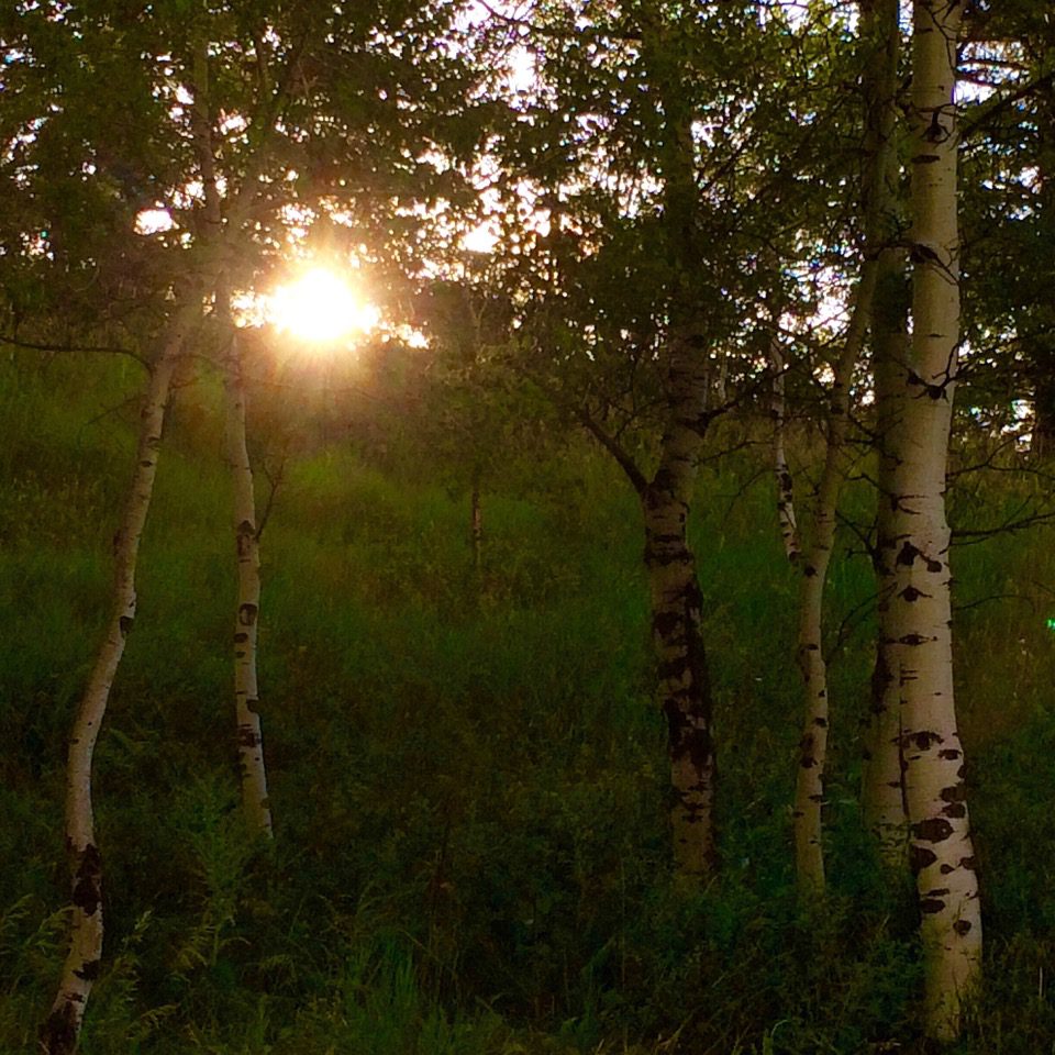 Morning sunrise in the aspens