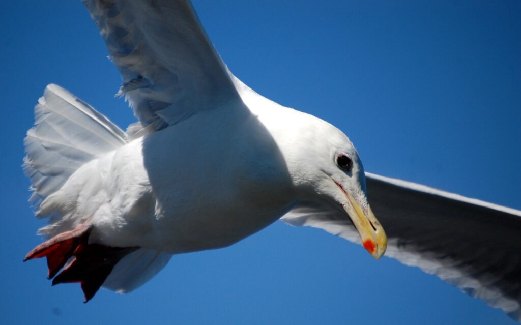 One seagull had his eye on some goodies