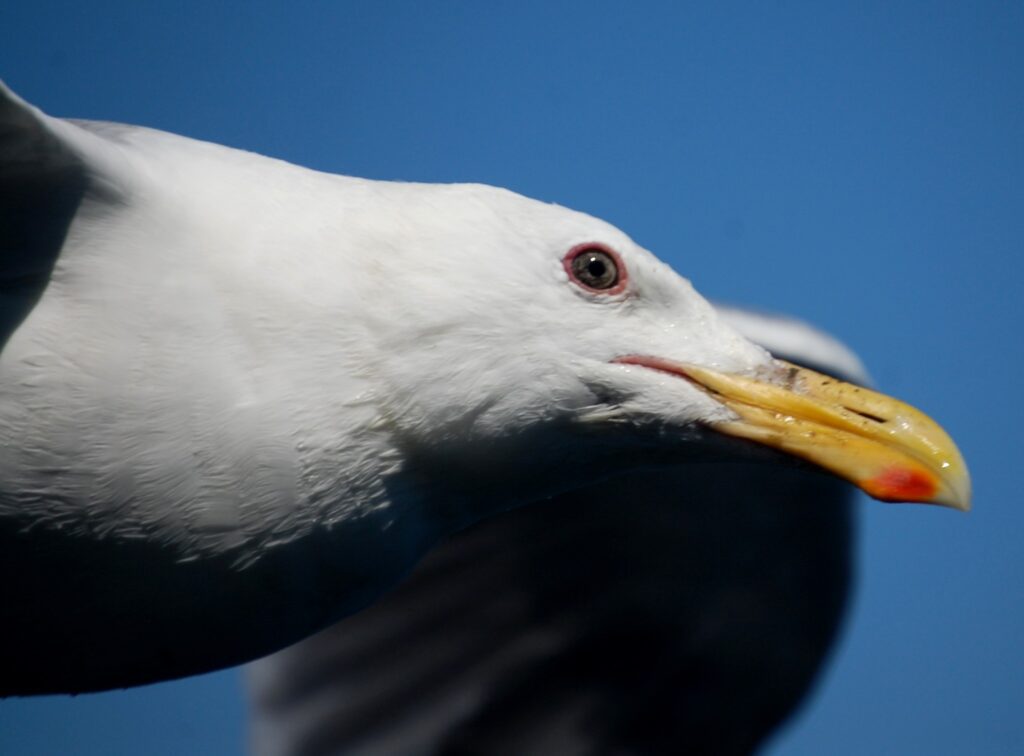 A closeup shot of a seagull taken on Bremerton Ferry