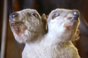 A two headed sheep in Ye Olde Curiosity Shop in Seattle, WA