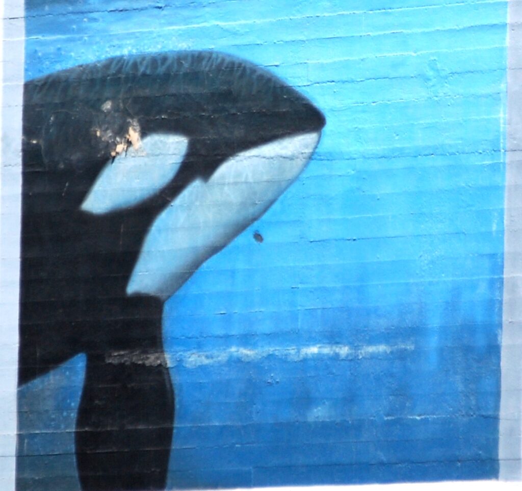 Orca Wall Art in Seattle