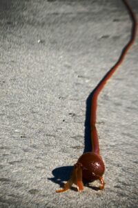 This seaweed looked more like a snake. Not sure what it is called...