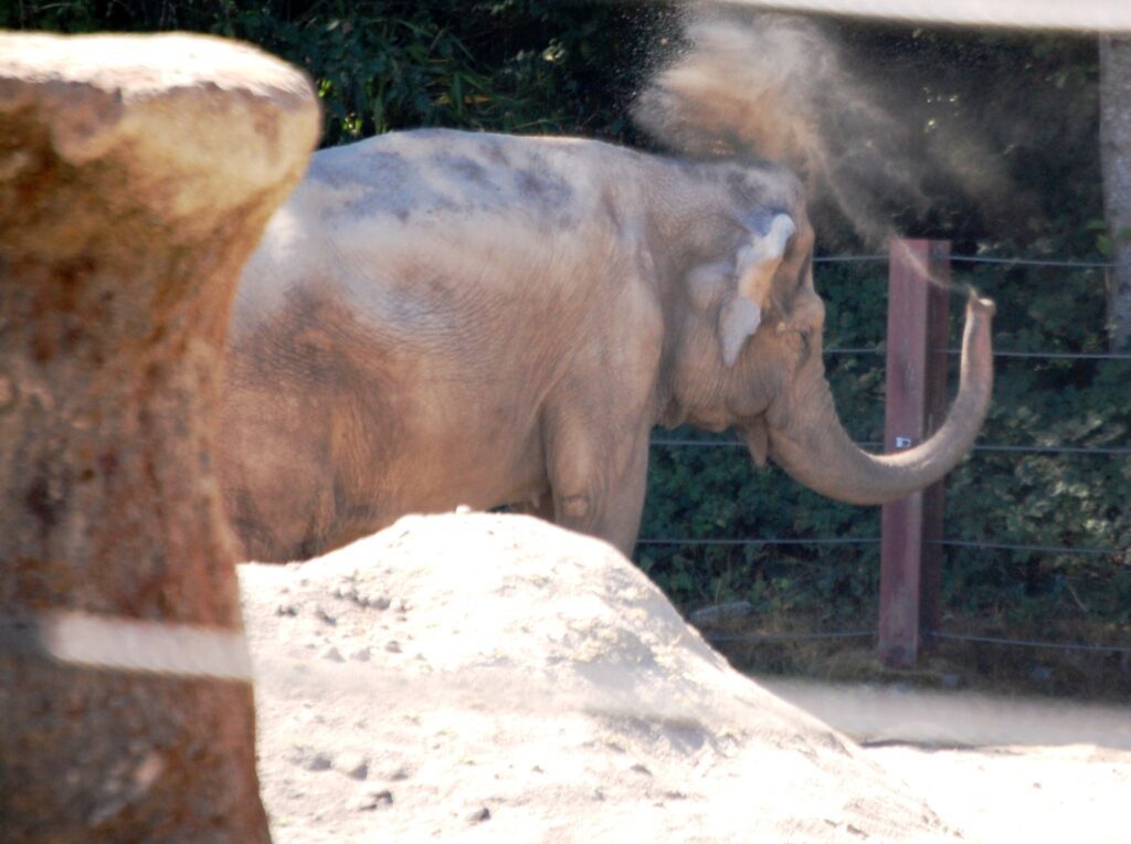 An Asian Elephant playing in the dirt