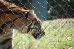 A tiger at the Point Defiance Zoo