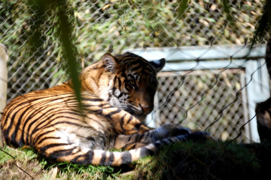 A tiger relaxes