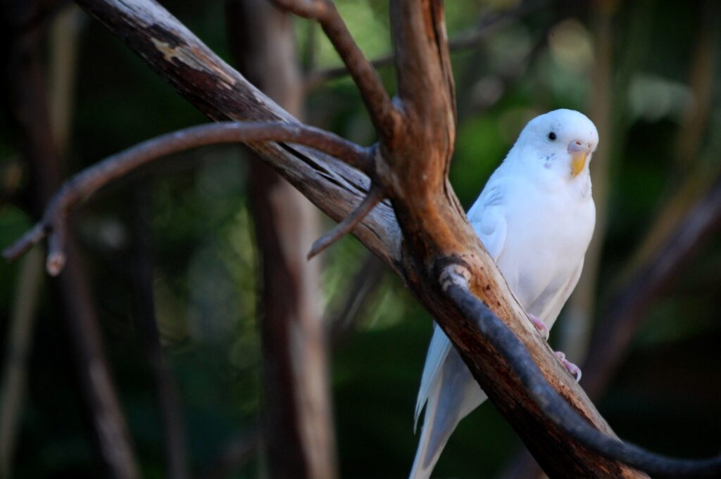 White budgie