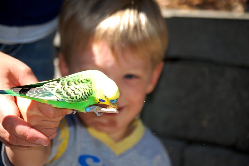 Grandson Benson enjoys handling a budgie