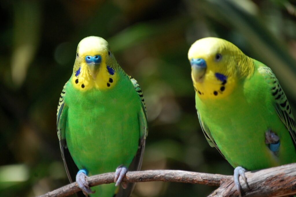A pair of budgies