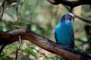 A blue budgie