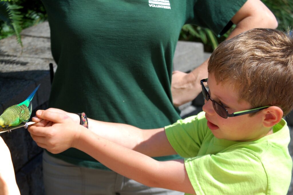 Charles watches as he carefully feeds a budgie