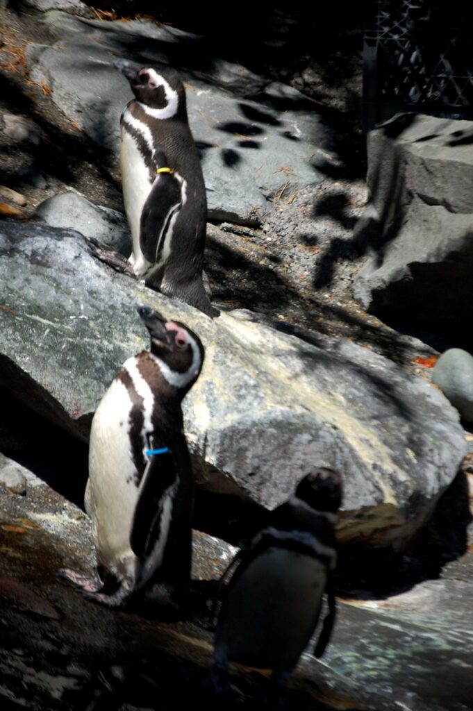 The small penguins stand majestically at feeding time