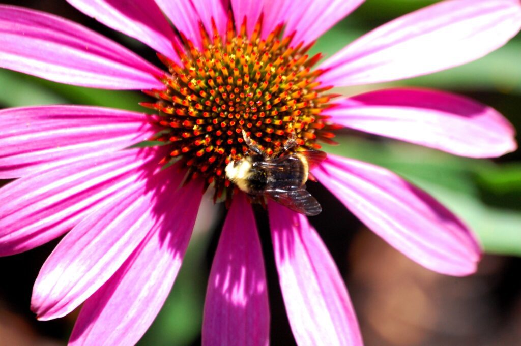 A bee grabs a snack