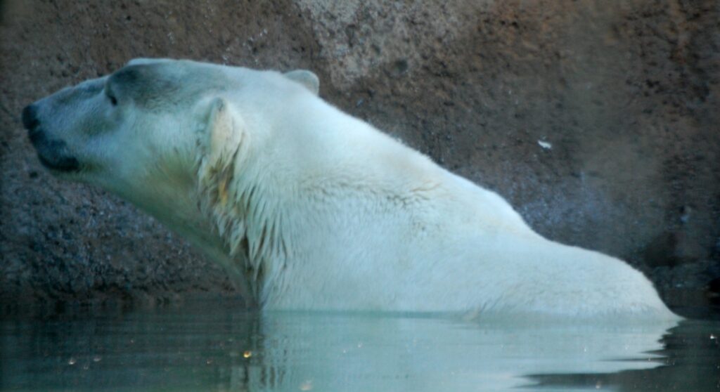 A Polar Bear tries to stay cool in the water.