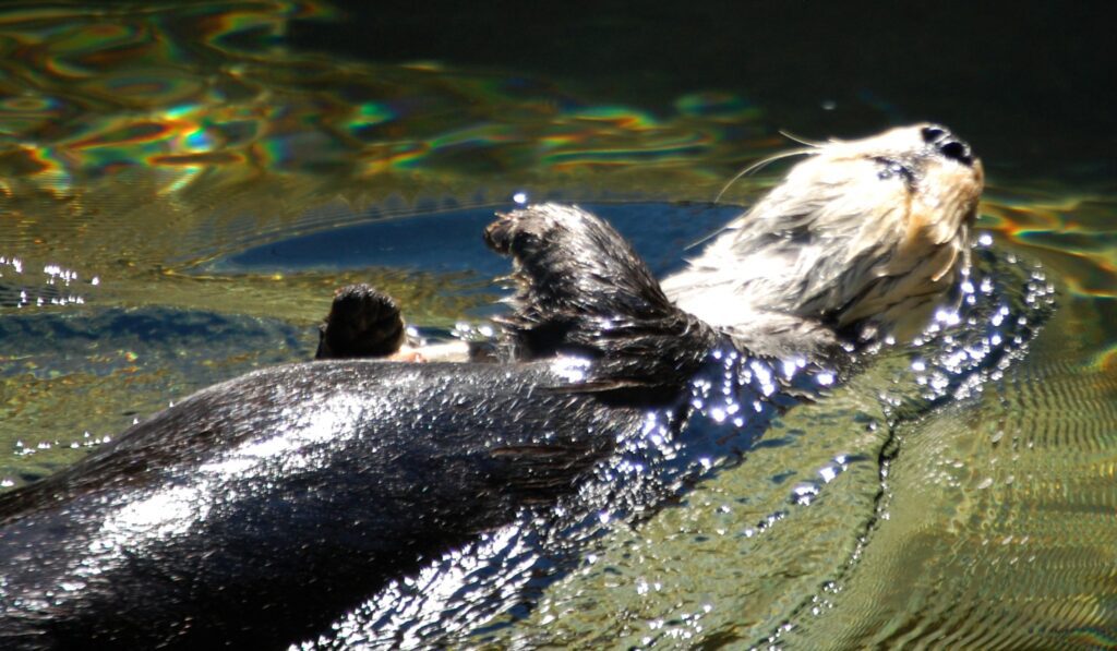 A playful otter does the backstroke