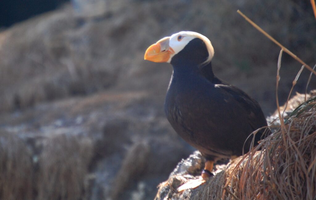 A puffin on watch