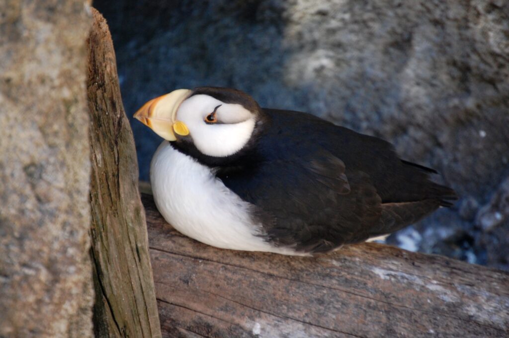 Puffin in a nest