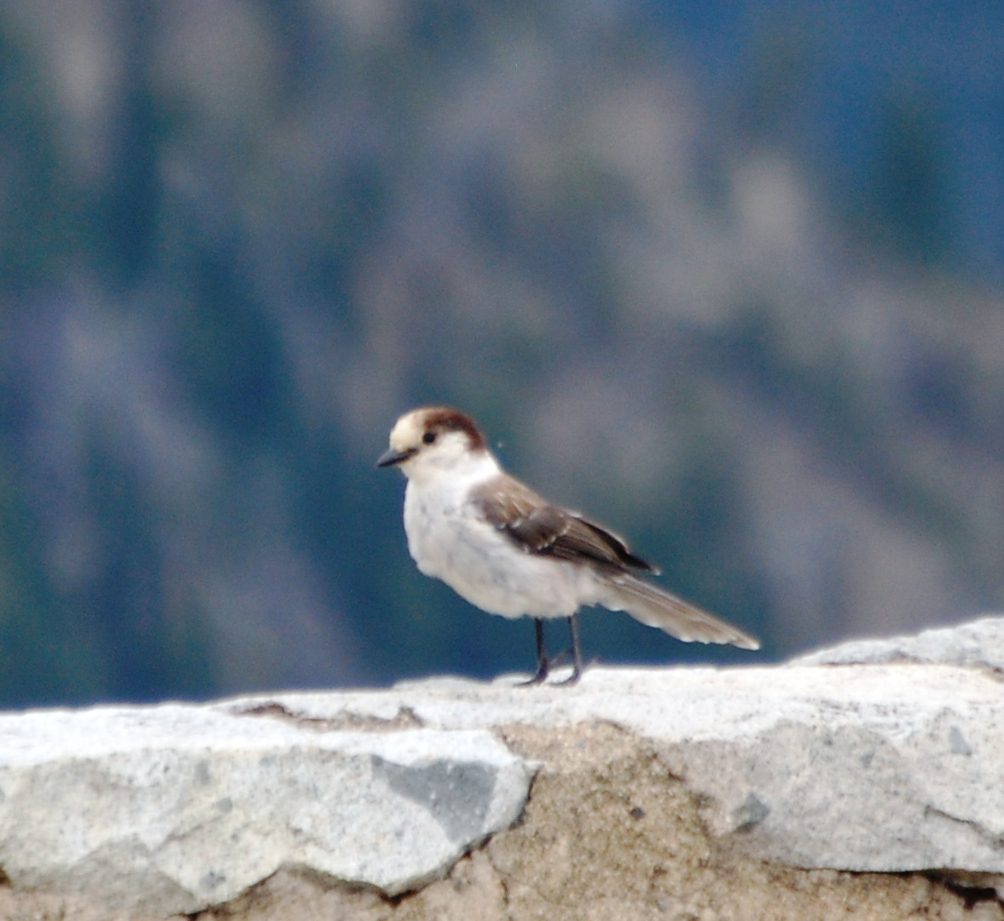 Another bird caught on the trail