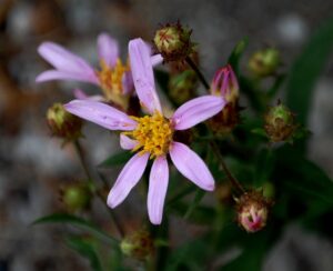 Wildflowers near Tipsoo Lake