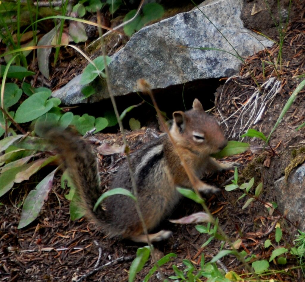 A chipmunk scurries to hide from my camera. Caught it just in time.
