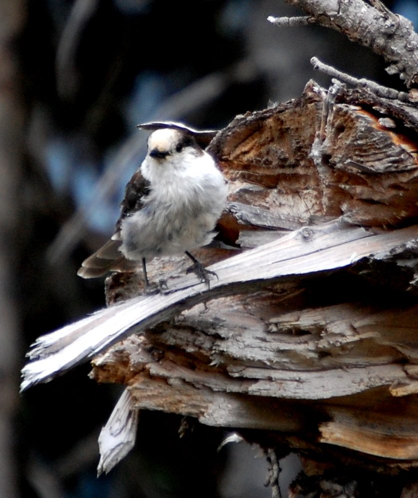 Birds on trail to Tipsoo Lake