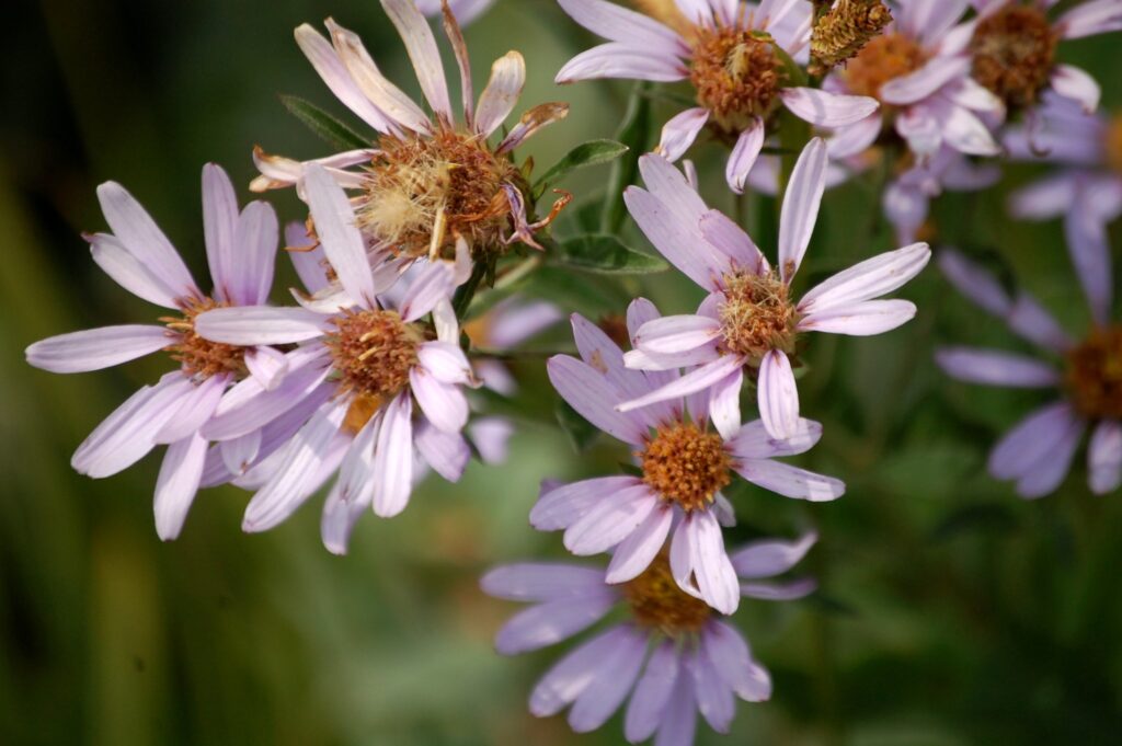 More wildflowers