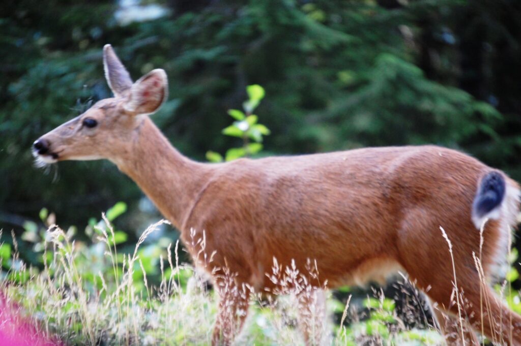 Deer on the road from Paradise