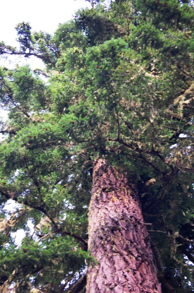 Giant redwoods surrounded the highway