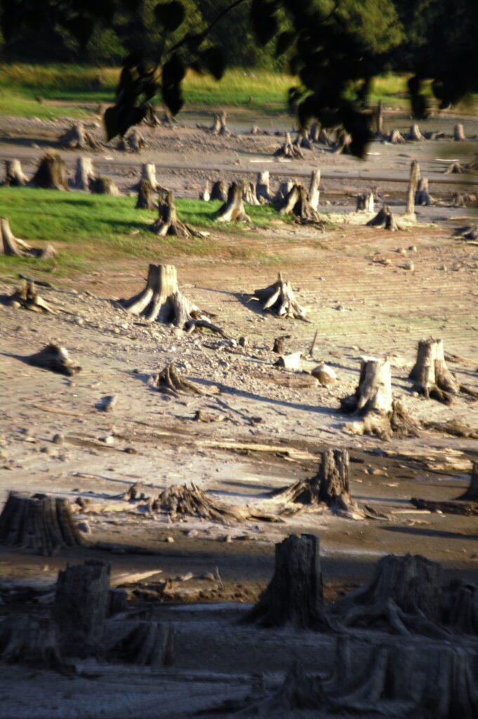 Alder Lake stumps near Elbe, WA