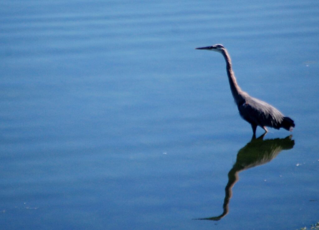 A Blue Heron relaxes in the waters of Port Orchard