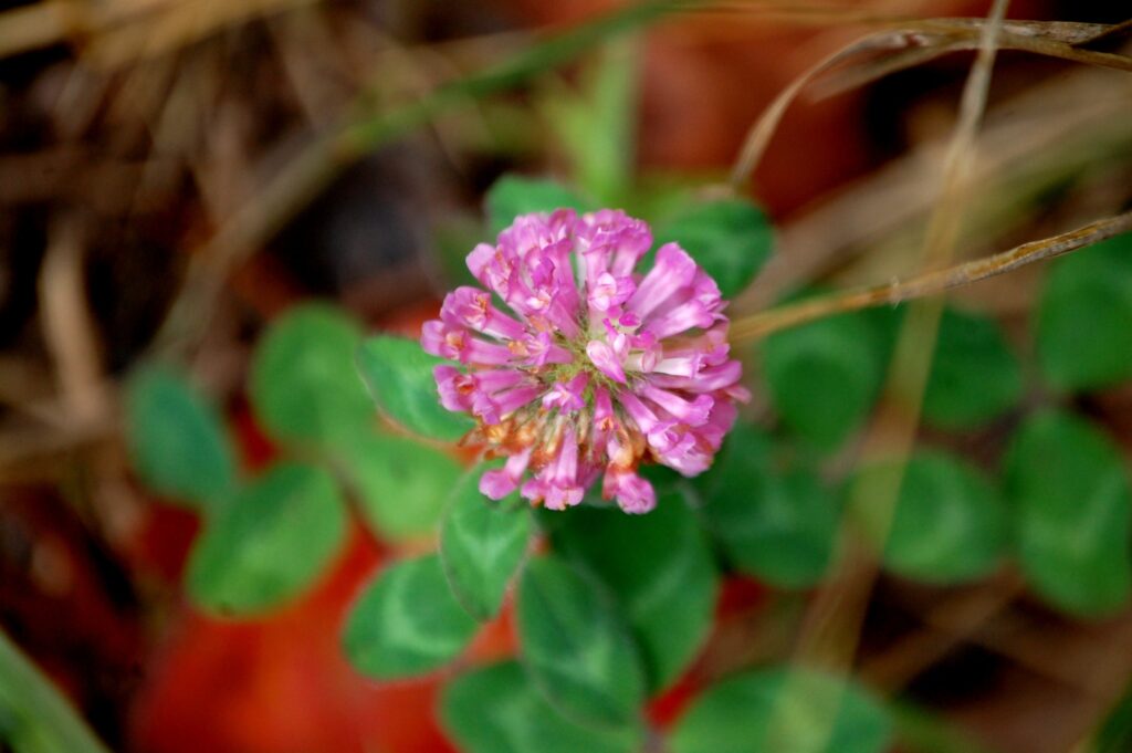 A nice pink flower