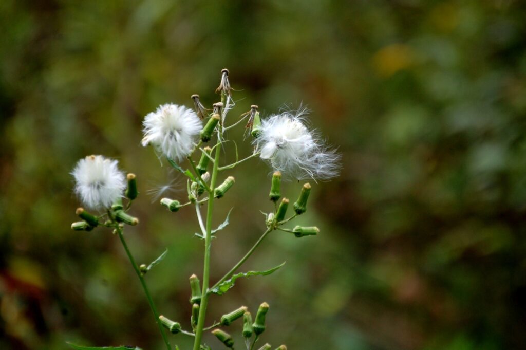 Dandylions?