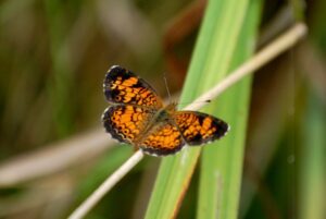 I got lucky and got a nice shot of a small butterfly at the rest area