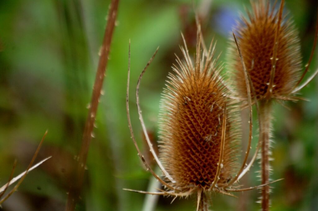 A thorny briar or thistle or something