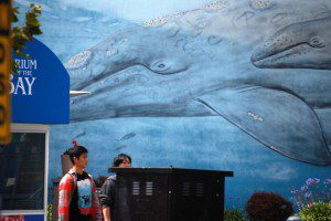 Giant whale mural in Seattle