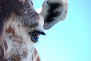 Giraffe Eye taken at Fossil Rim