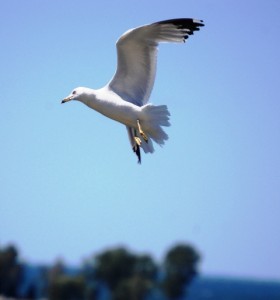 Caught some nice seagull shots in Egg Harbor