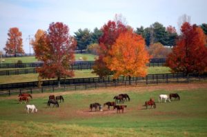 Horses graze in the fall on a Woodford County farm near Versailles. 