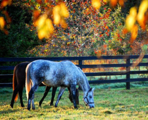 Versailles is in the heart of the Horse Capital of the World