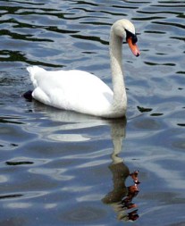 A lovely swan on the Avon River in Stratford, Ontario