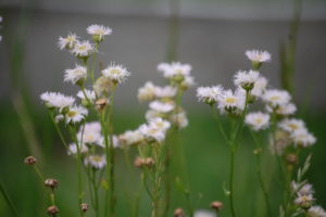 Wildflowers along the highway